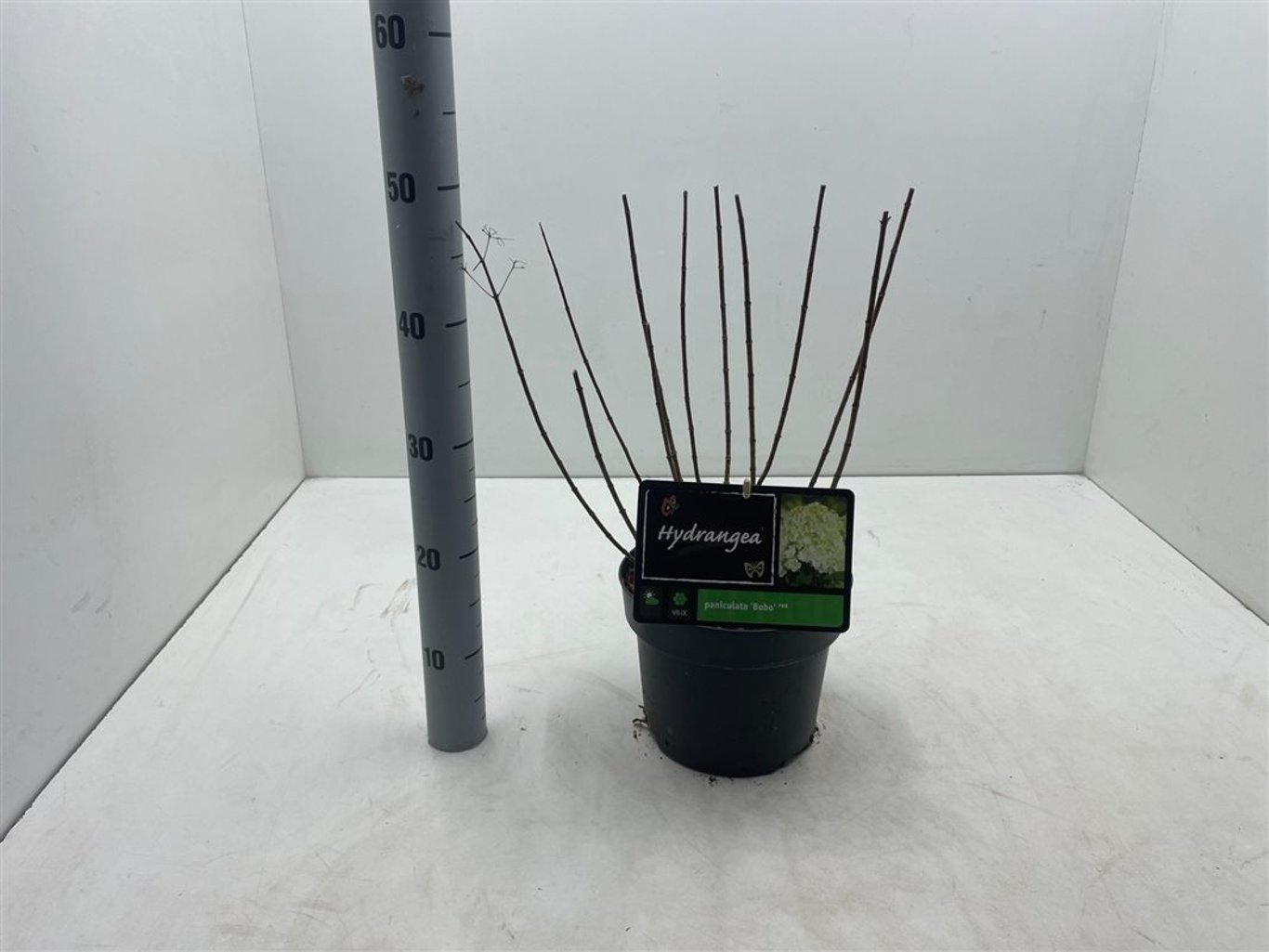 Hydrangea pan. 'Bobo' - C4